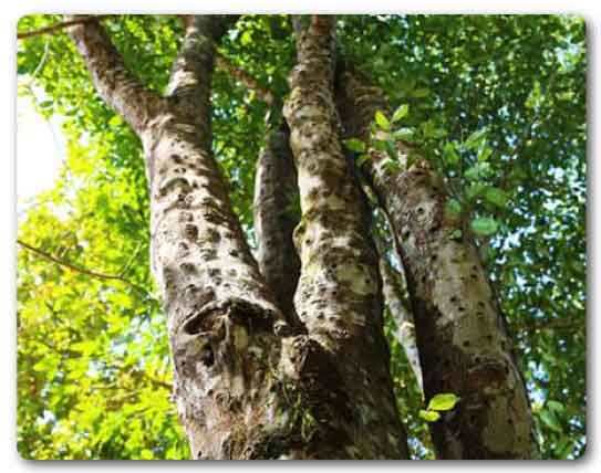  Tripura State tree, Agarwood, gharuwood 